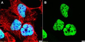 Anti-SMAD7 Antibody, clone 2D15 ZooMAb® Rabbit Monoclonal recombinant, expressed in HEK 293 cells