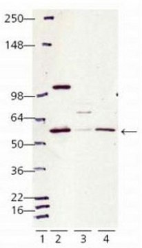 Anti-Calreticulin (405-417) Rabbit pAb liquid, Calbiochem&#174;