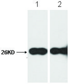 Anti-GFP-Tag affinity isolated antibody