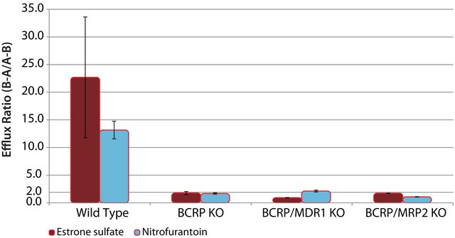 BCRP Knockout Caco-2 Cells one assay ready, 24 well plate