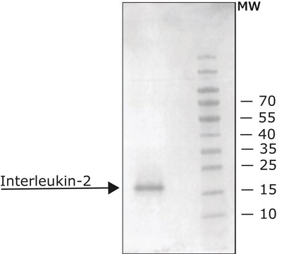 白细胞介素-2 来源于小鼠 IL-2, recombinant, expressed in E. coli, carrier free