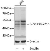 Anti-Phospho-GSK3B-Y216 antibody produced in rabbit