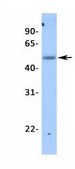 Anti-ZNF238, (N-terminal) antibody produced in rabbit affinity isolated antibody