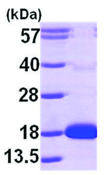 Cytidine deaminase human recombinant, expressed in E. coli, &#8805;90% (SDS-PAGE)