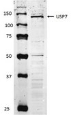 Anti-USP7S Antibody from rabbit, purified by affinity chromatography