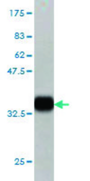 Monoclonal Anti-KREMEN1 antibody produced in mouse clone 1E7, purified immunoglobulin, buffered aqueous solution