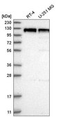 Anti-DLG2 antibody produced in rabbit Prestige Antibodies® Powered by Atlas Antibodies, affinity isolated antibody
