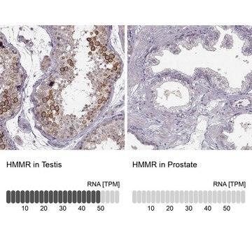 Anti-HMMR antibody produced in rabbit Prestige Antibodies&#174; Powered by Atlas Antibodies, affinity isolated antibody, buffered aqueous glycerol solution