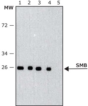 Monoclonal Anti-SmB antibody produced in mouse ~1&#160;mg/mL, clone 12F5, purified immunoglobulin, buffered aqueous solution