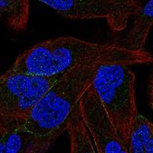 Anti-PCDHB11 antibody produced in rabbit Prestige Antibodies® Powered by Atlas Antibodies, affinity isolated antibody, buffered aqueous glycerol solution