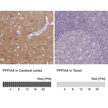 Anti-PPFIA4 antibody produced in rabbit Prestige Antibodies&#174; Powered by Atlas Antibodies, affinity isolated antibody, buffered aqueous glycerol solution