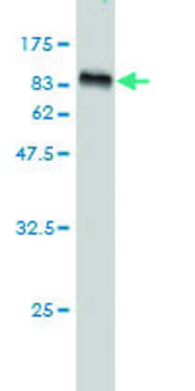 Monoclonal Anti-NTRK2 antibody produced in mouse clone 3D12, purified immunoglobulin, buffered aqueous solution