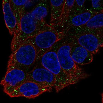 Anti-F11 antibody produced in rabbit Prestige Antibodies&#174; Powered by Atlas Antibodies, affinity isolated antibody