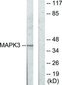 Anti-MAPK3, C-Terminal antibody produced in rabbit affinity isolated antibody