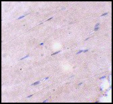 Anti-FNIP2 antibody produced in rabbit affinity isolated antibody, buffered aqueous solution, ab1