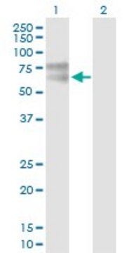 Anti-IL1R1 antibody produced in mouse purified immunoglobulin, buffered aqueous solution