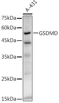 Anti-GSDMD Antibody, clone 2I7Z4, Rabbit Monoclonal