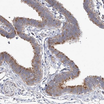 Anti-TTC21B antibody produced in rabbit Prestige Antibodies&#174; Powered by Atlas Antibodies, affinity isolated antibody, buffered aqueous glycerol solution