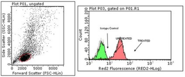 Anti-phospho STAT6 (Tyr641) Antibody, clone 19E2.1 clone 19E2.1, from mouse