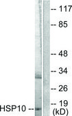 Anti-HSP10 antibody produced in rabbit affinity isolated antibody