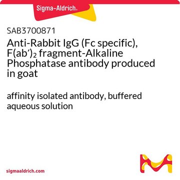 Anti-Rabbit IgG (Fc specific), F(ab&#8242;)2 fragment-Alkaline Phosphatase antibody produced in goat affinity isolated antibody, buffered aqueous solution