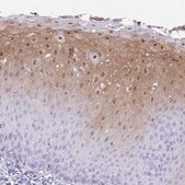 Anti-NCCRP1 antibody produced in rabbit Prestige Antibodies® Powered by Atlas Antibodies, affinity isolated antibody, buffered aqueous glycerol solution