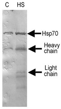 Anti-Hsp70/Hsp72 Antibody, clone 2H9 clone 2H9, from mouse