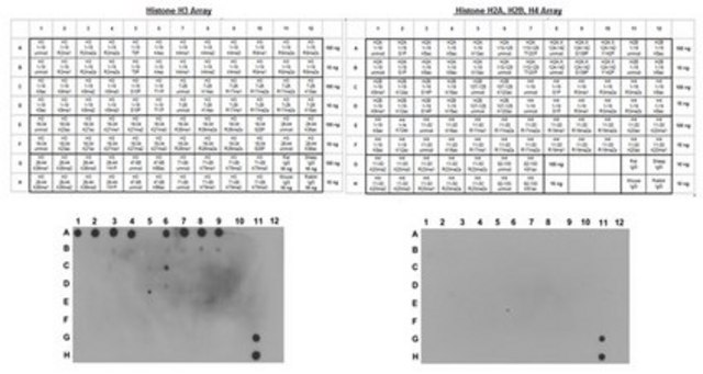 Anti-unmethylated-Histone H3 (Lys9) Antibody, clone 9B1-2G6 clone 9B1-2G6, from mouse