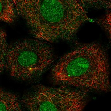 Anti-KIF2A antibody produced in rabbit Prestige Antibodies&#174; Powered by Atlas Antibodies, affinity isolated antibody