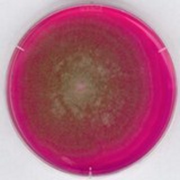 Rose Bengal Chloramphenicol Agar acc. GB suitable for microbiology, NutriSelect&#174; Plus