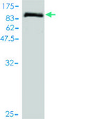 Monoclonal Anti-TOE1 antibody produced in mouse clone 1D8, purified immunoglobulin, buffered aqueous solution