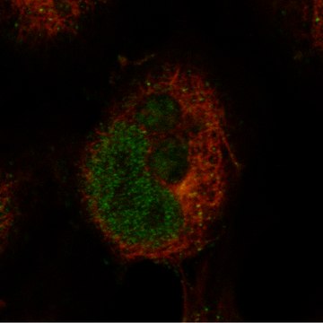 Monoclonal Anti-Bcl11A Antibody Produced In Mouse Prestige Antibodies&#174; Powered by Atlas Antibodies, clone CL13530, affinity isolated antibody, buffered aqueous glycerol solution