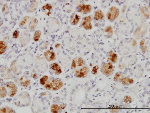 Monoclonal Anti-RAB43 antibody produced in mouse clone 5G4, purified immunoglobulin, buffered aqueous solution