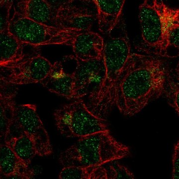 Anti-FBXO31 antibody produced in rabbit Prestige Antibodies&#174; Powered by Atlas Antibodies, affinity isolated antibody, buffered aqueous glycerol solution