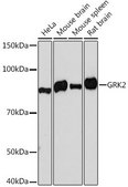 Anti- GRK2 antibody produced in rabbit