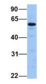 Anti-CUGBP2 antibody produced in rabbit affinity isolated antibody