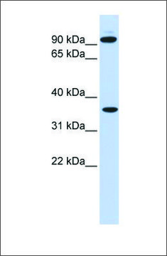 Anti-EXT2 antibody produced in rabbit affinity isolated antibody