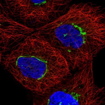 Anti-TMEM25 antibody produced in rabbit Prestige Antibodies&#174; Powered by Atlas Antibodies, affinity isolated antibody