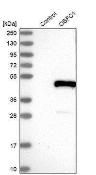 Anti-STN1 antibody produced in rabbit Prestige Antibodies&#174; Powered by Atlas Antibodies, affinity isolated antibody, buffered aqueous glycerol solution