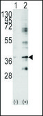 Anti-BIRC7 (C-term) antibody produced in rabbit IgG fraction of antiserum, buffered aqueous solution