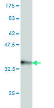 Monoclonal Anti-HOXA7 antibody produced in mouse clone 2F2, purified immunoglobulin, buffered aqueous solution