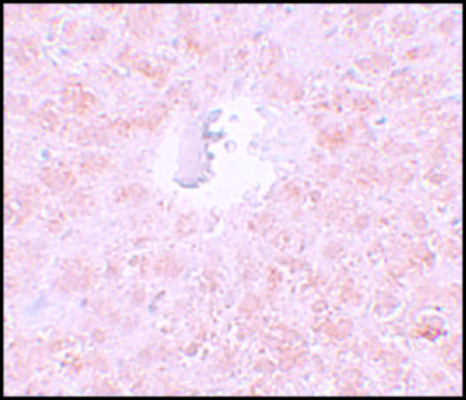 Anti-PIWI-L1 antibody produced in rabbit affinity isolated antibody, buffered aqueous solution