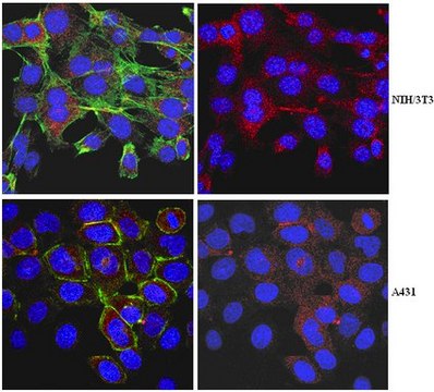 Anti-Myosin-VI Antibody from rabbit, purified by affinity chromatography