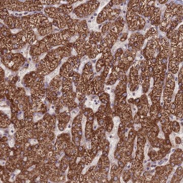 Anti-RPS18 antibody produced in rabbit Prestige Antibodies&#174; Powered by Atlas Antibodies, affinity isolated antibody, buffered aqueous glycerol solution