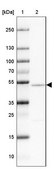 Anti-NAP1L2 antibody produced in rabbit Prestige Antibodies® Powered by Atlas Antibodies, affinity isolated antibody, buffered aqueous glycerol solution