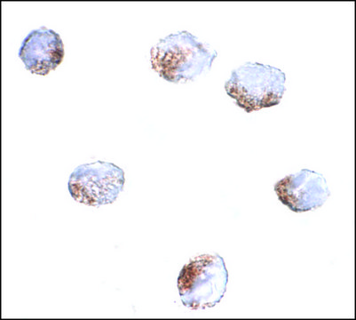 Anti-GNPDA2 antibody produced in rabbit affinity isolated antibody, buffered aqueous solution