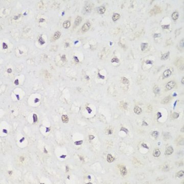 Anti-KPNA3 antibody produced in rabbit