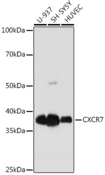 Anti-CXCR7 Antibody, clone 8V8E1, Rabbit Monoclonal