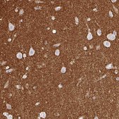 Anti-SIRPA antibody produced in rabbit Prestige Antibodies® Powered by Atlas Antibodies, affinity isolated antibody