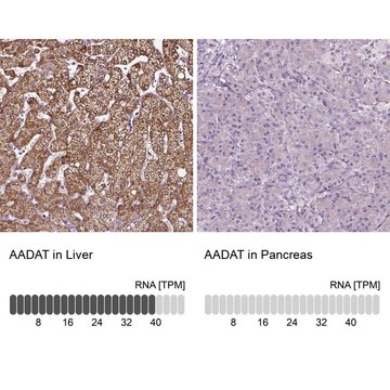 Anti-AADAT antibody produced in rabbit Prestige Antibodies&#174; Powered by Atlas Antibodies, affinity isolated antibody, buffered aqueous glycerol solution